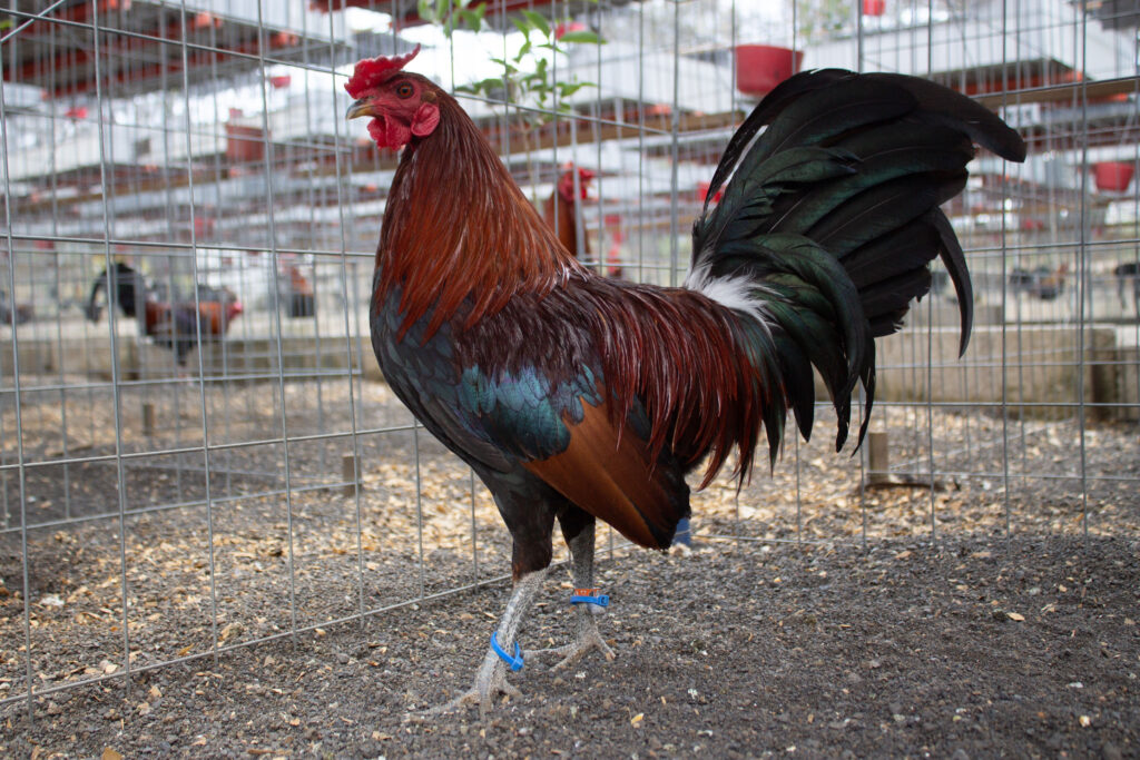 Trío de Combate: Semental Kelso PV + 2 Gallinas Giras