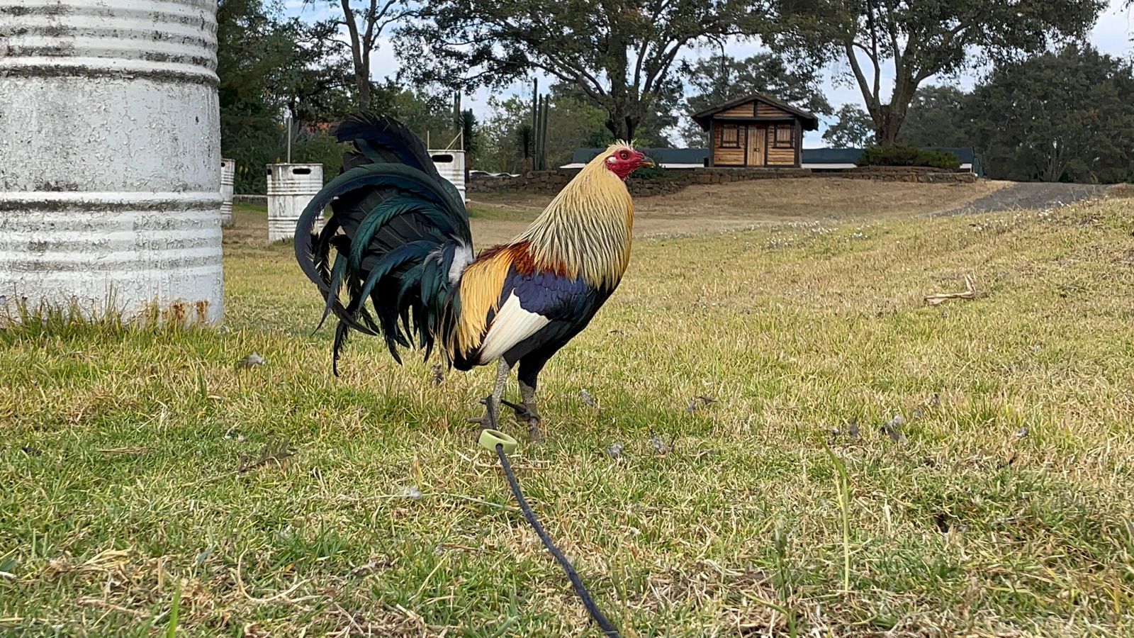 Gallo Giro para Combate