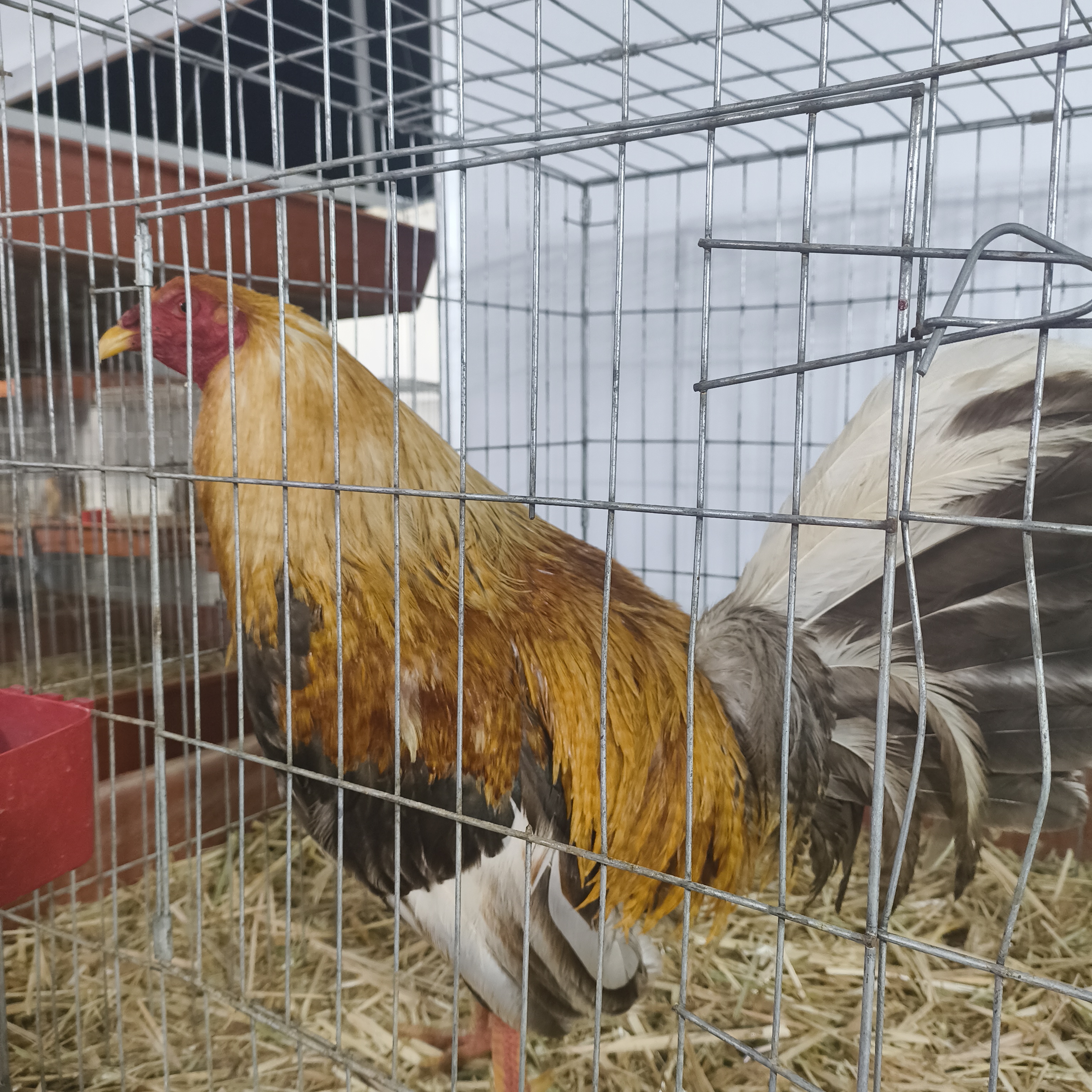 Rifa Rancho Burras Prietas